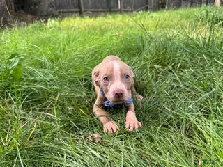 American Pit Bull Terrier dogs American Pit Bull Terrier 1 - Ad 30