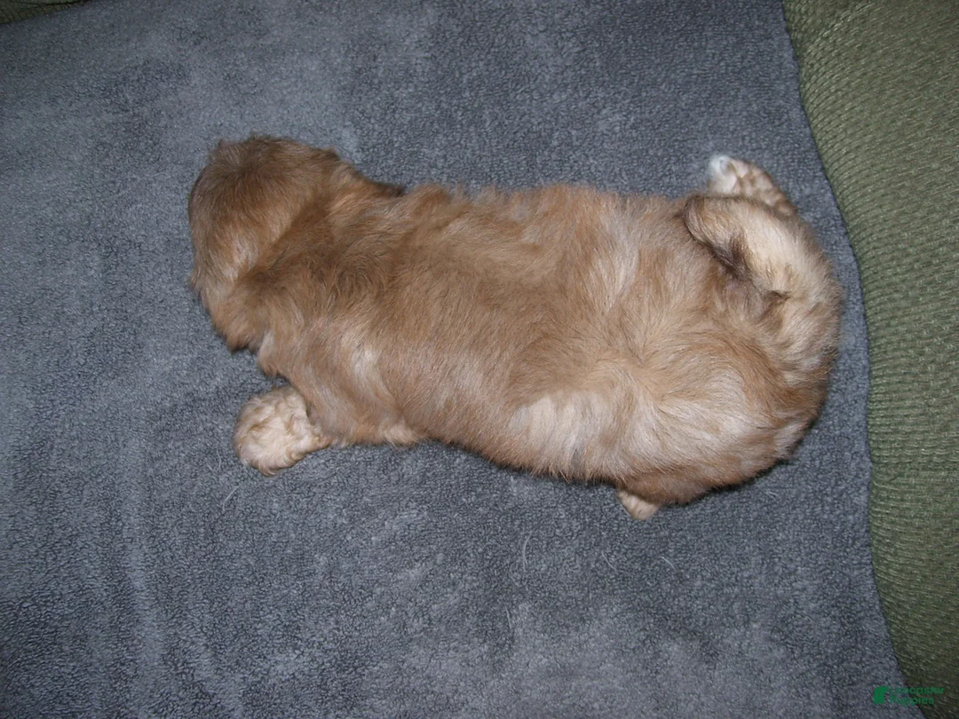 Shih Tzu dogs for sale: Marco - Ad 6