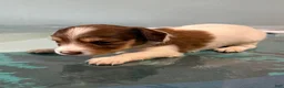 Mixed Breed dogs for sale: Betsy - Ad 3