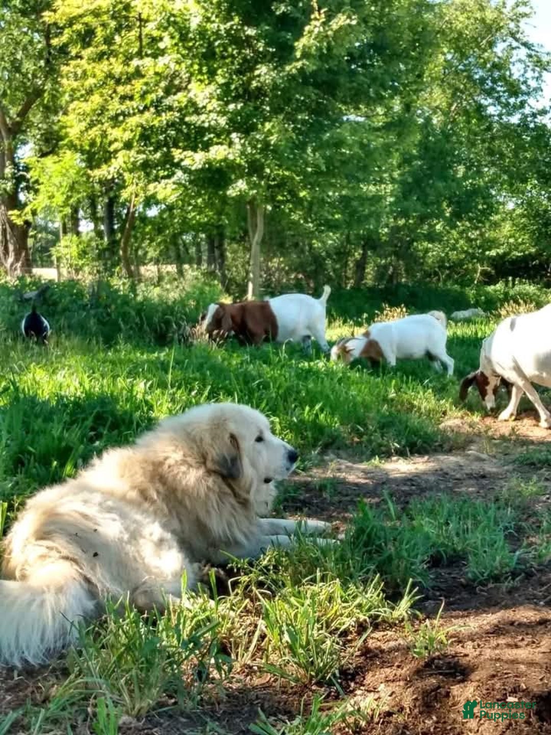 Great Pyrenees dogs for sale: Great Pyrenees male Puppy 2 - Ad 5
