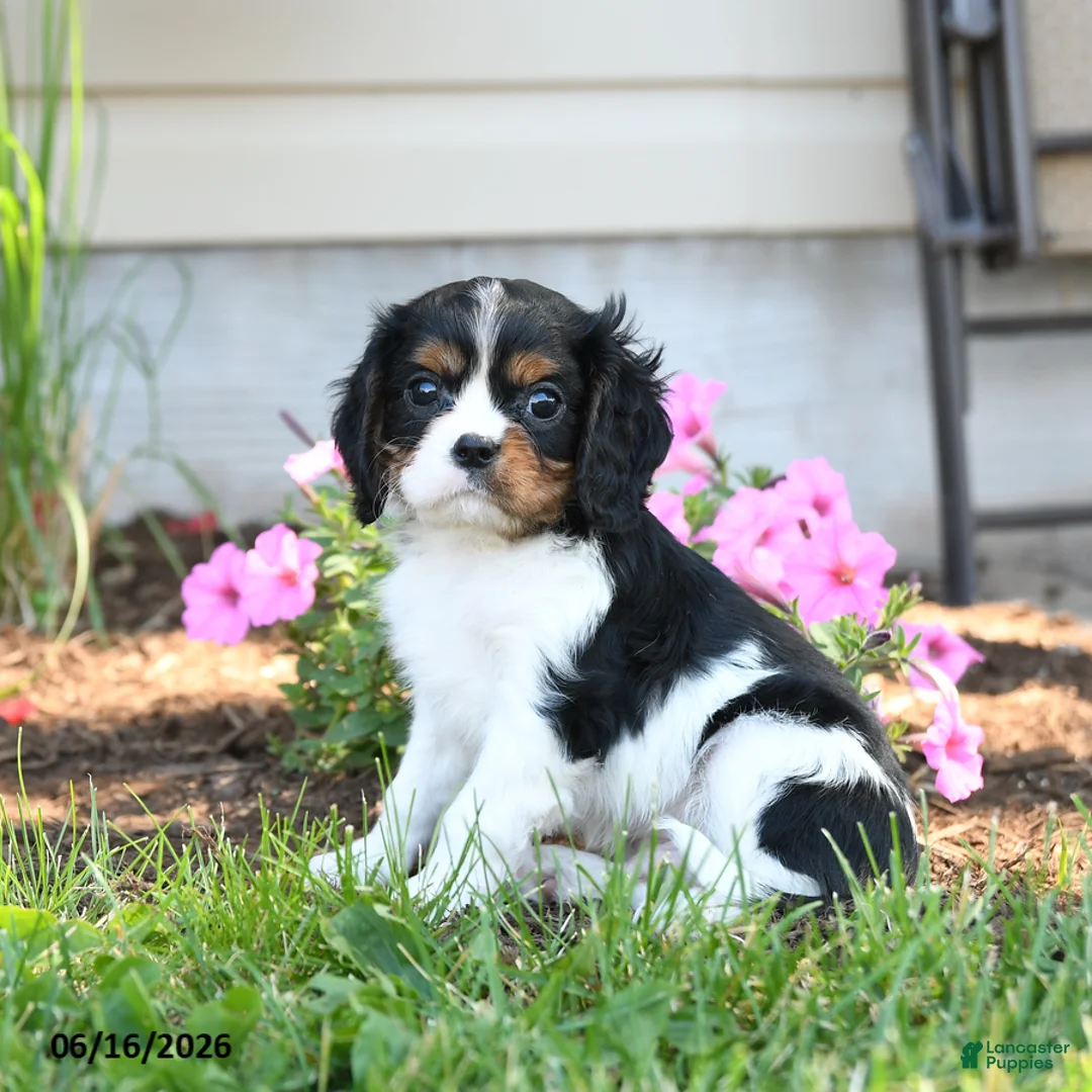 Cavalier King Charles Spaniel dogs for sale: Bennet - Ad 1