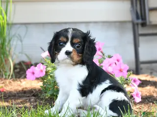 Cavalier King Charles Spaniel dogs for sale: Bennet - Ad 4