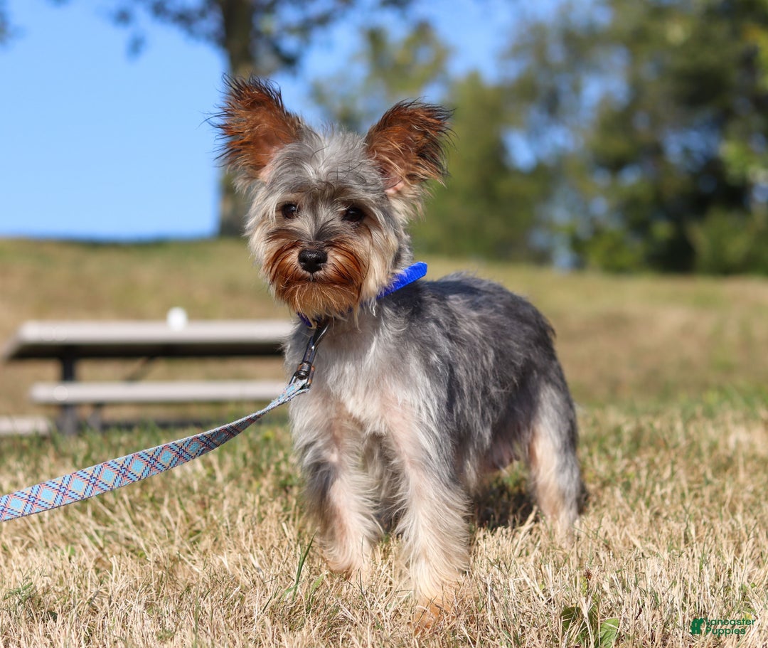 Morkie dogs for sale: Luke - Ad 13