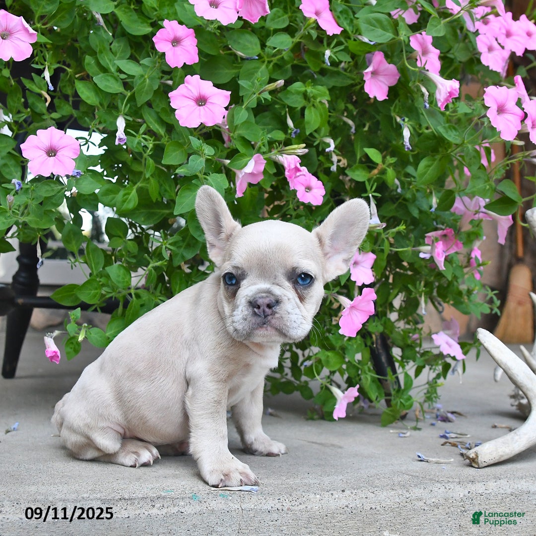 French Bulldog dogs for sale: Fiona - Ad 4