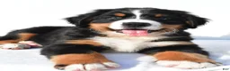 Bernese Mountain Dog dogs for sale: Parker - Ad 3