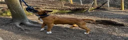 South African Boerboels dogs for sale: Sancho - Ad 10