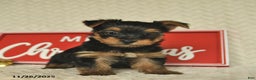 Yorkiepoo dogs for sale: Dustin  - Ad 9