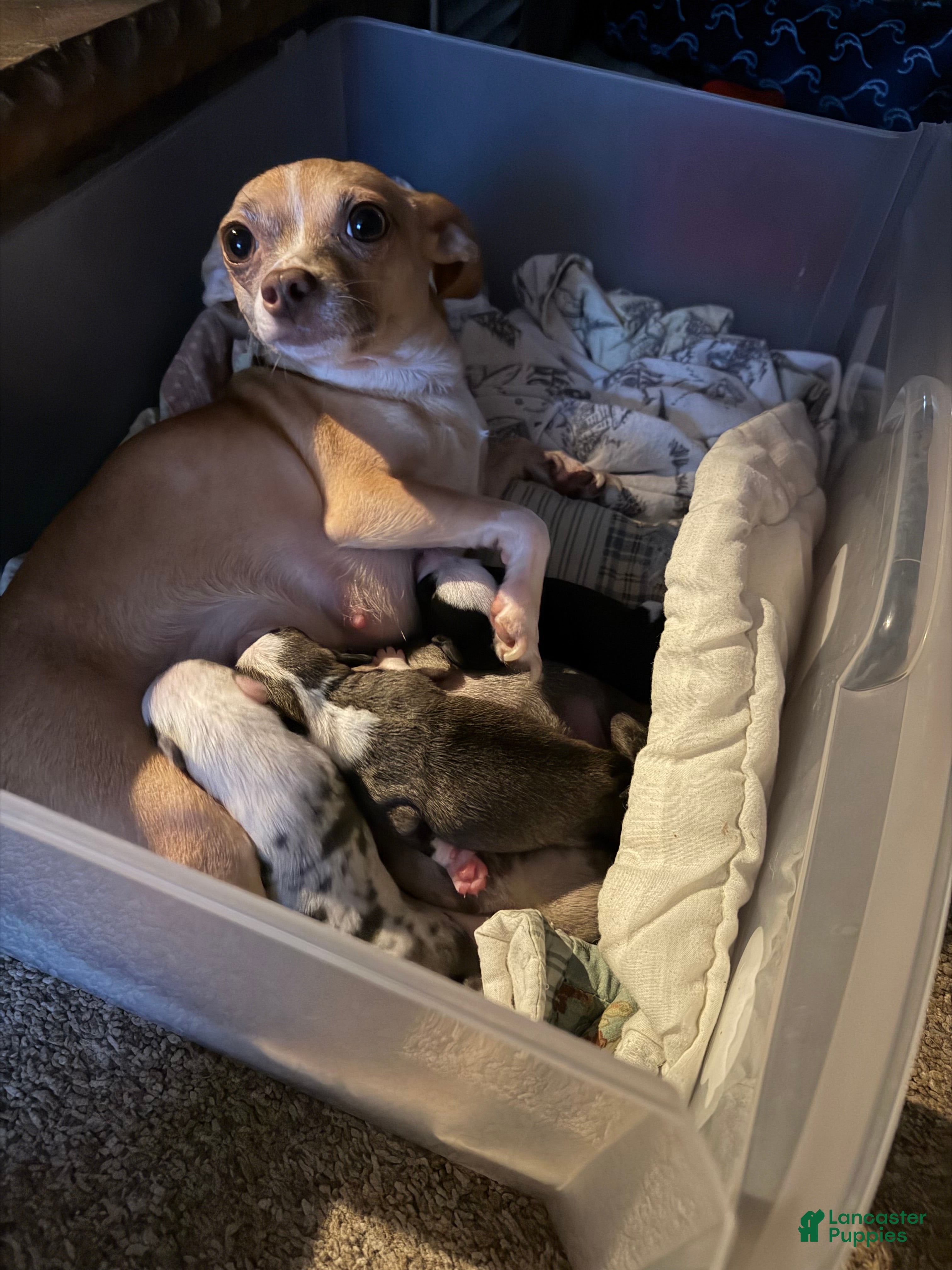Chihuahua dogs Chihuahua 4 - Ad 3