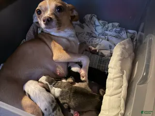 Chihuahua dogs Chihuahua 4 - Ad 4