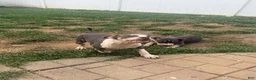 American Bully dogs for sale: Harley - Ad 4