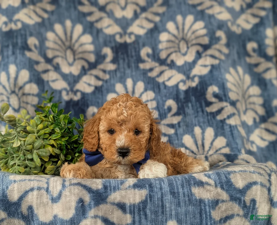 Cavapoo dogs for sale: Fabian - Ad 6