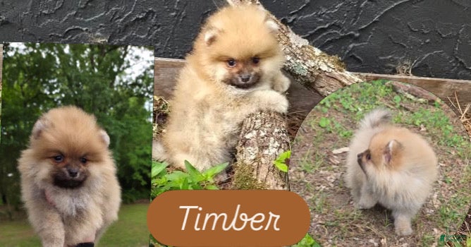Pomeranian dogs for sale: Timber - Ad 2