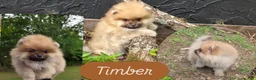Pomeranian dogs for sale: Timber - Ad 6