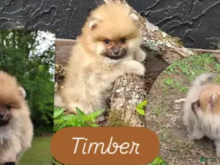 Pomeranian dogs for sale: Timber - Ad 2