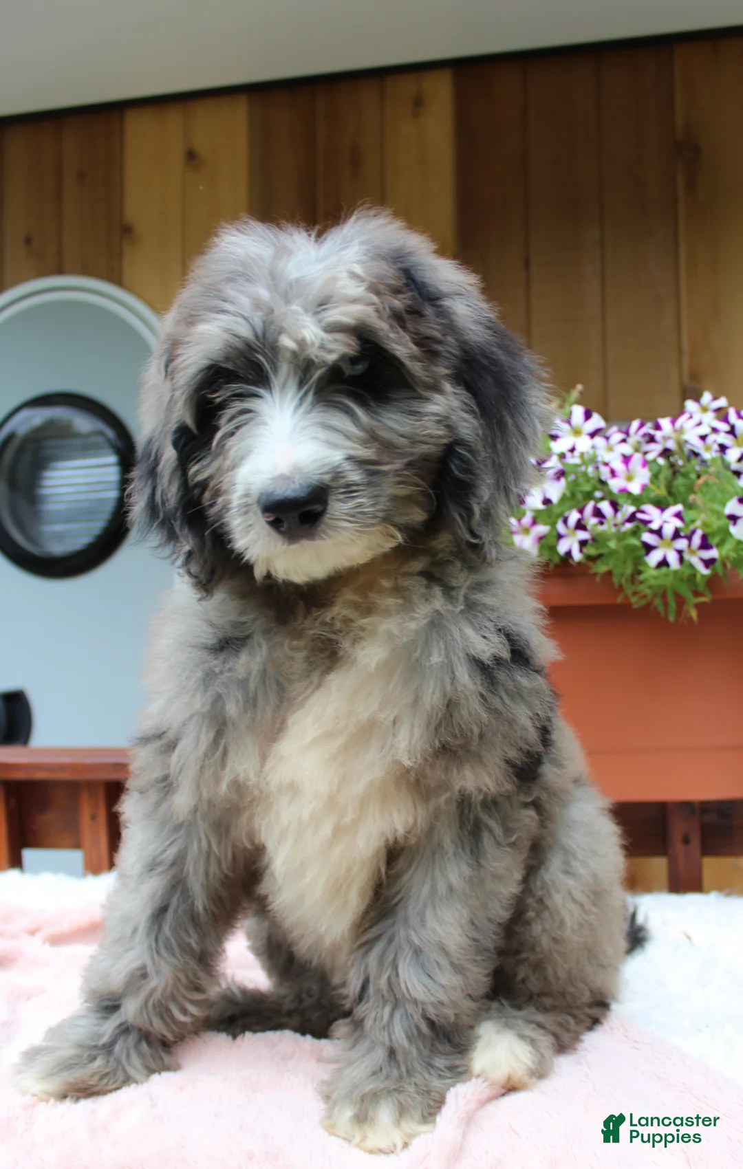 Bernedoodle dogs for sale: Grace - Ad 1