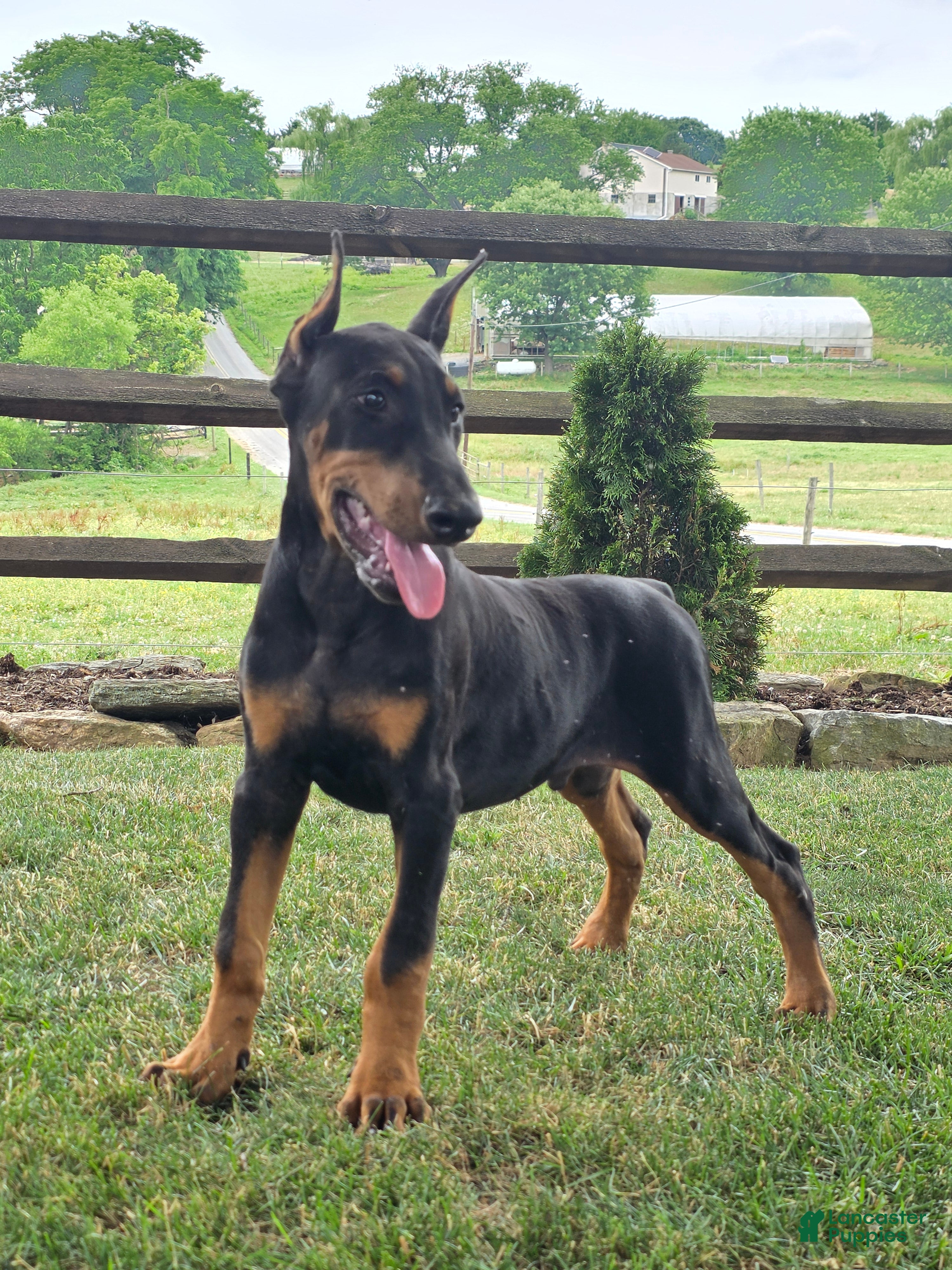 Doberman Pinscher dogs Joseph - Ad 2