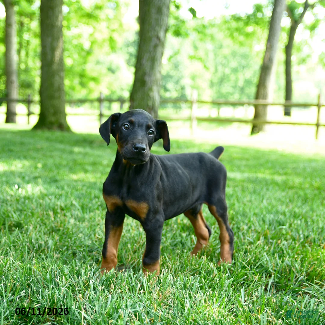 Doberman Pinscher dogs for sale: Leopard - Ad 2
