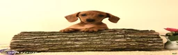 Miniature Dachshund dogs for sale: Shanda - Ad 3