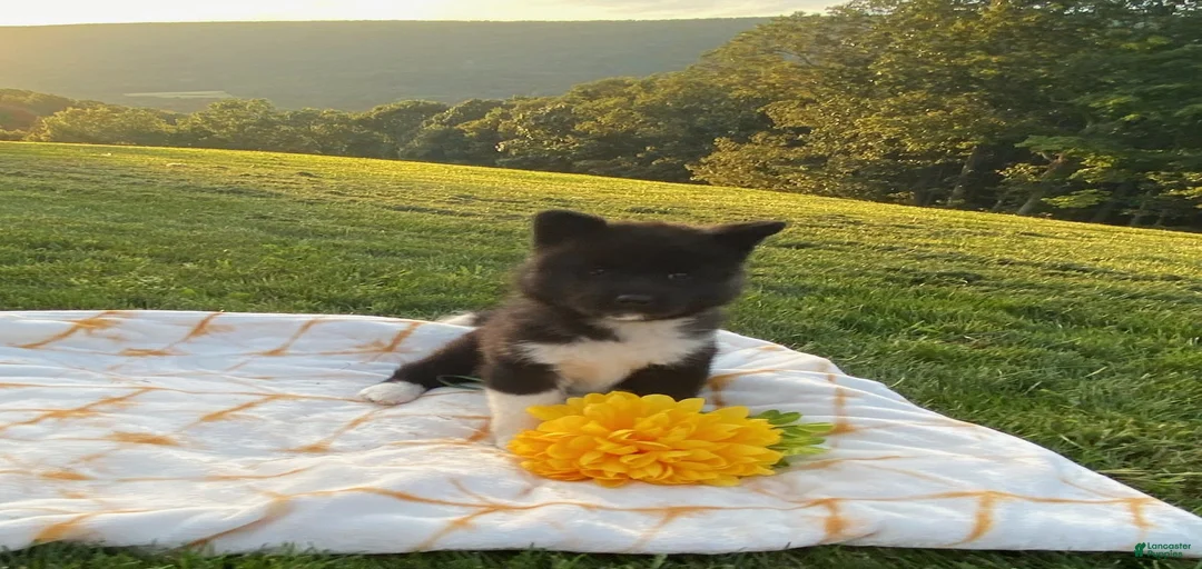 Gallery Image {{count}}