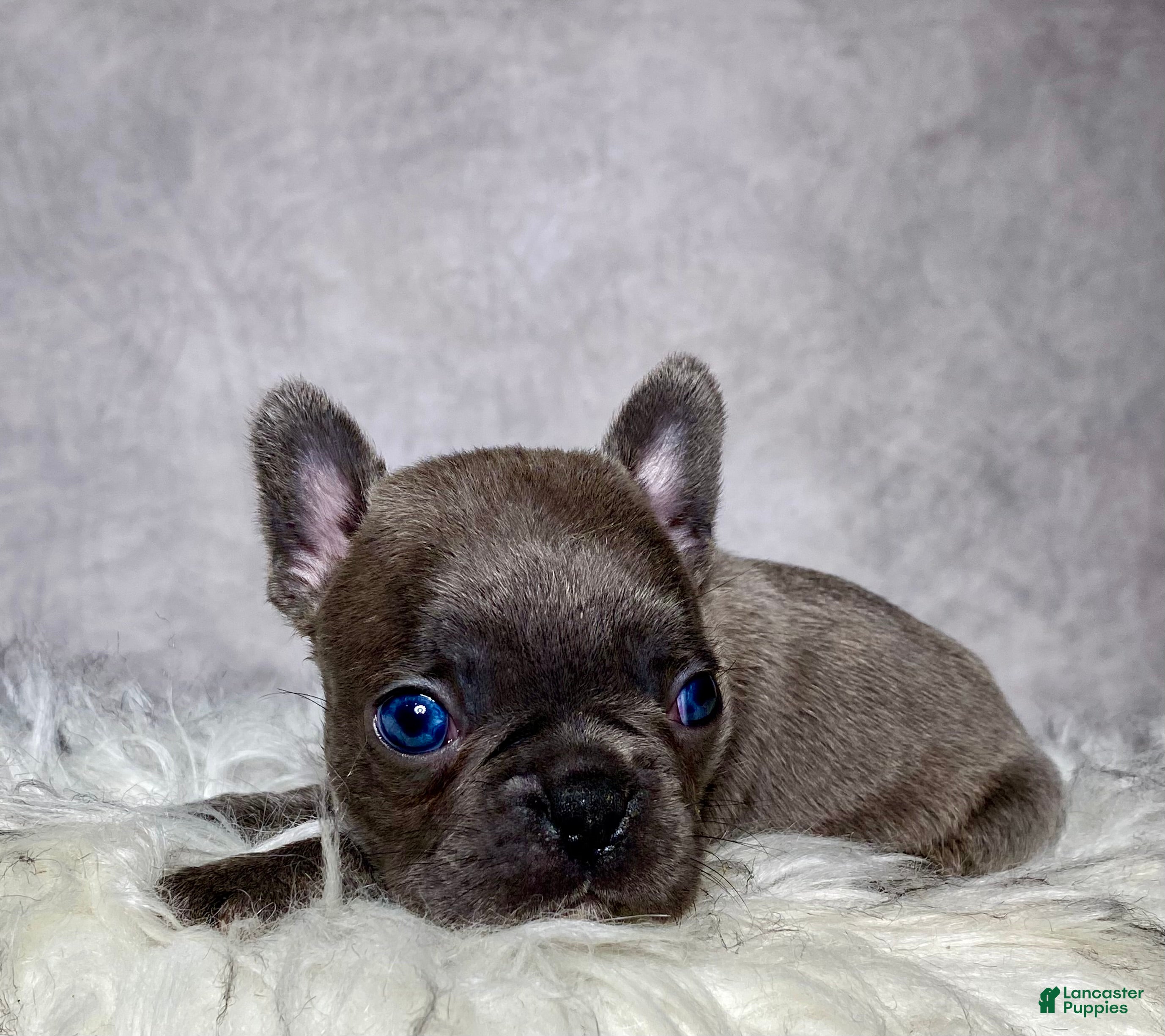 Frenchton dogs Miss Annie  - Ad 2