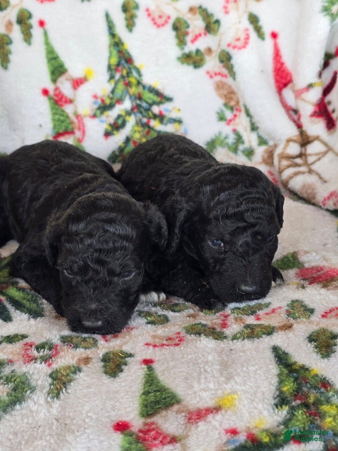 Labradoodle dogs for sale: Labradoodle Puppy 3 - Ad 1