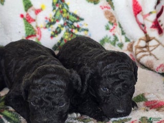 Labradoodle dogs Labradoodle Puppy 3 - Ad 19