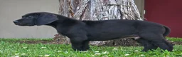 Great Dane dogs for sale: Bellows - Ad 3