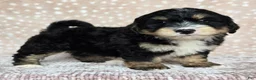 Mini Bernedoodle dogs for sale: Mini Willow - Ad 19