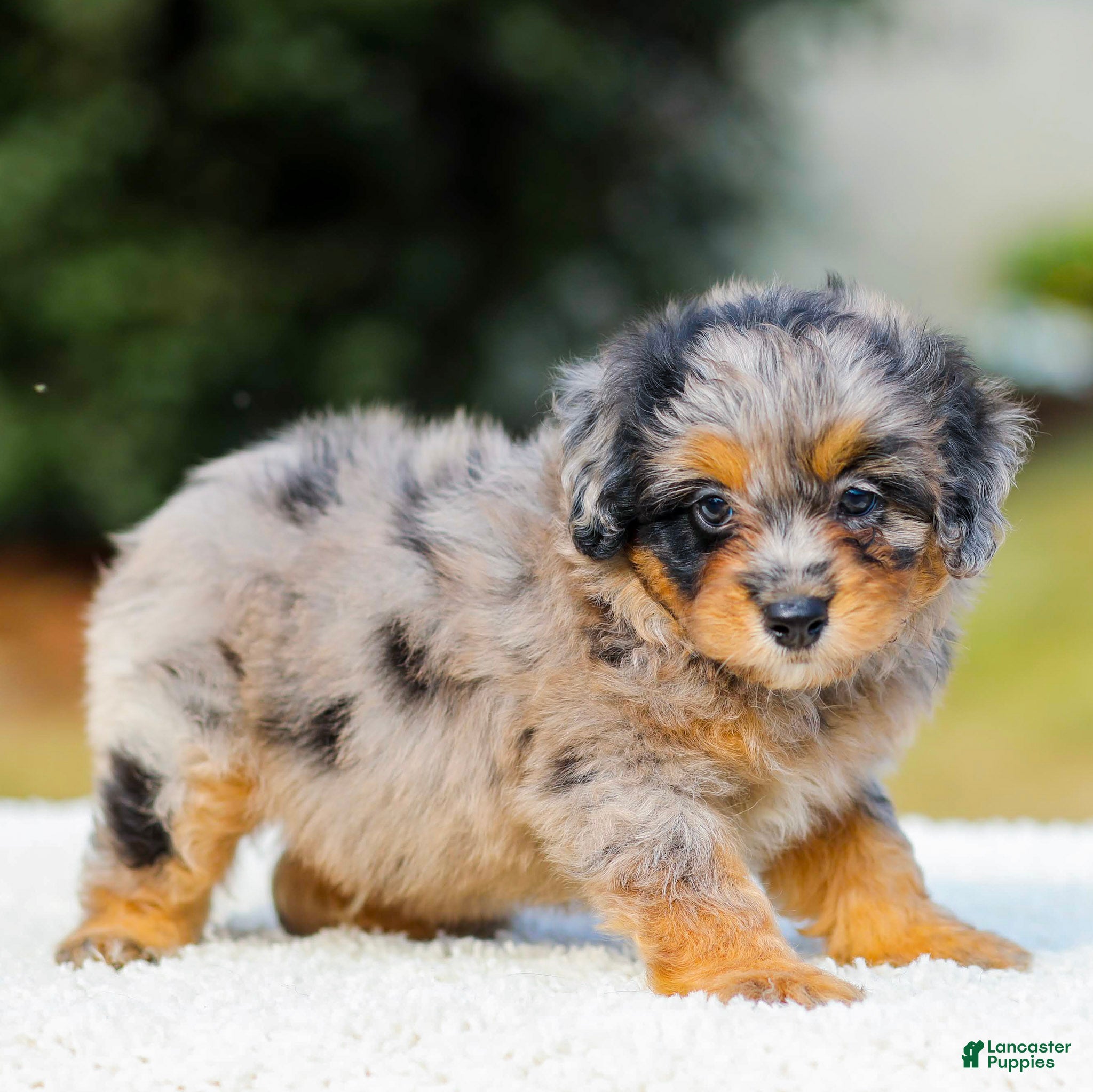 Mini Aussiedoodle dogs Frank - Ad 1