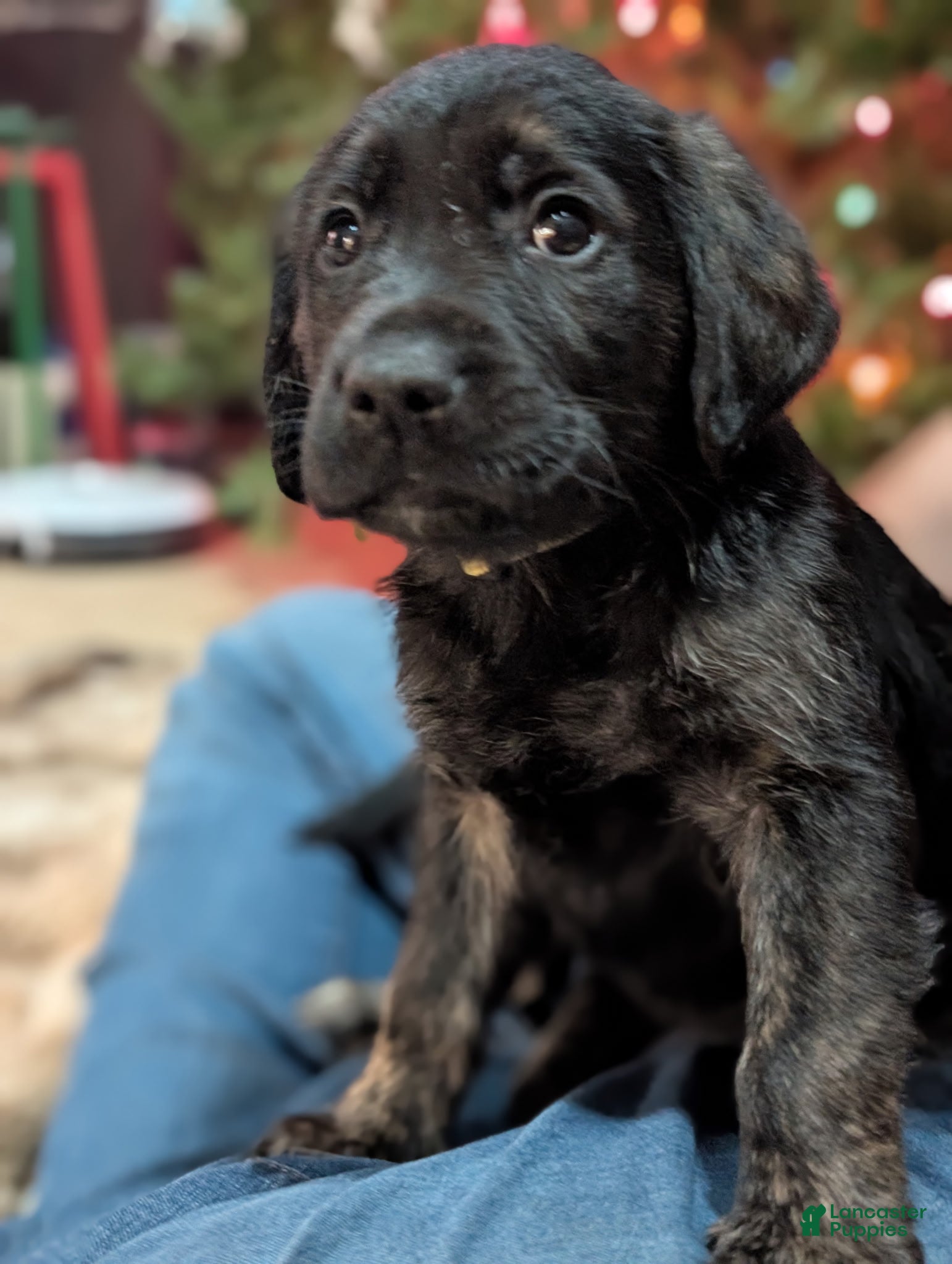 Mixed Breed dogs Mixed Breed Puppy 4 - Ad 24