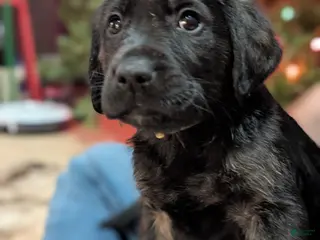 Mixed Breed dogs Mixed Breed Puppy 4 - Ad 24