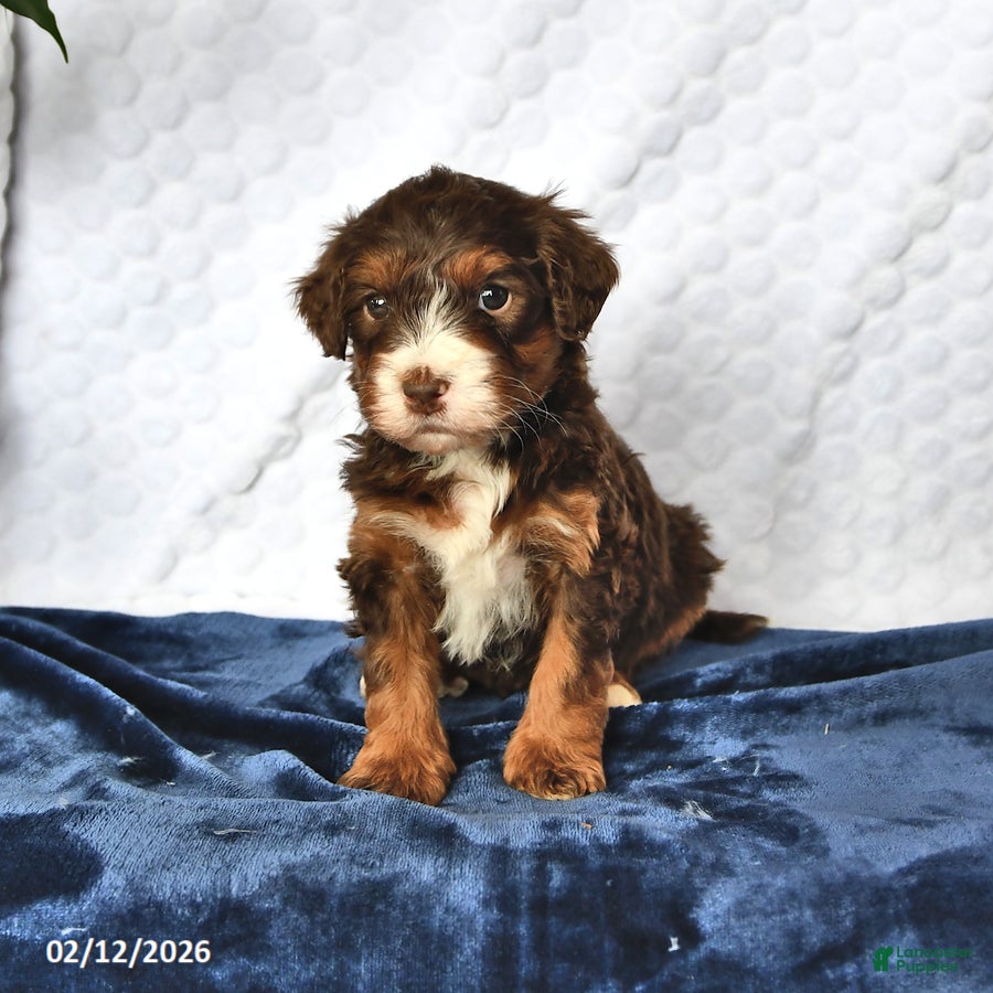 Mini Bernedoodle dogs Oscar - Ad 2