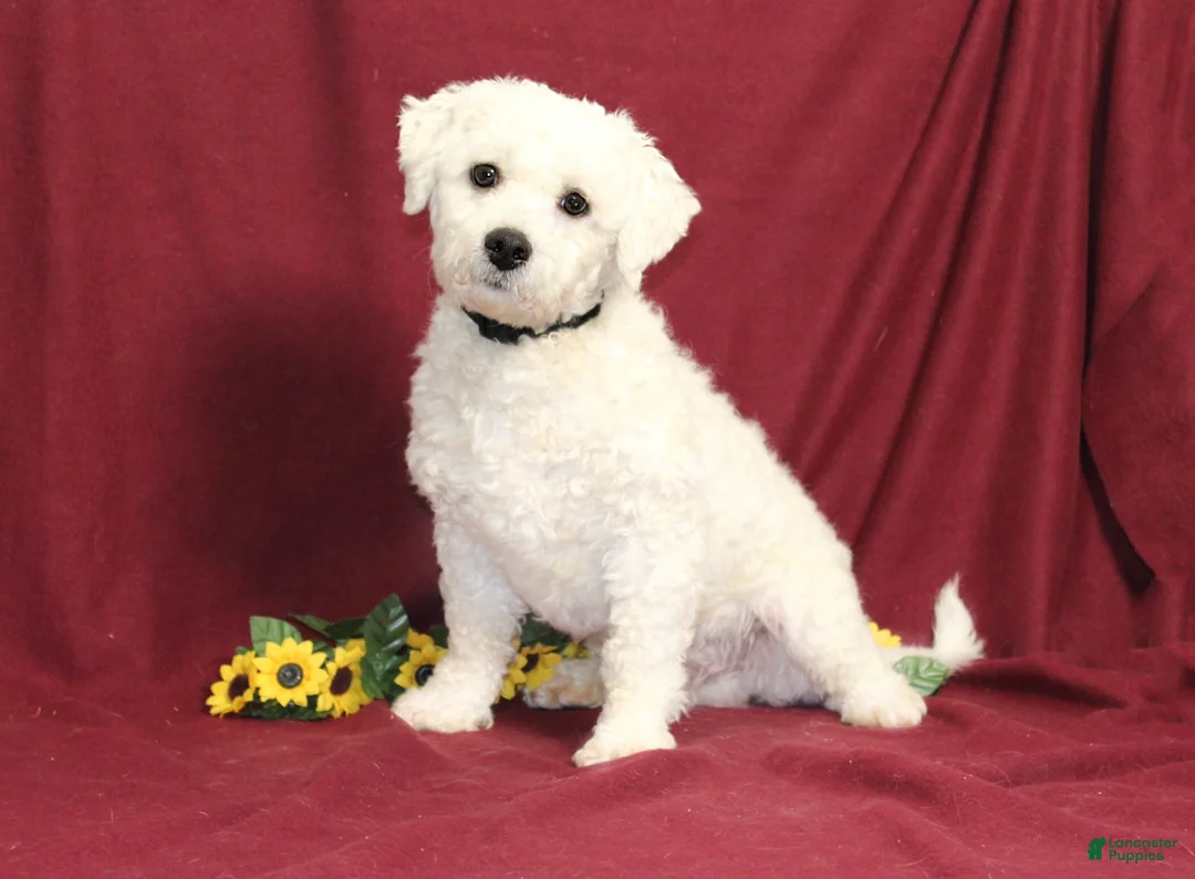 Teddy Bear dogs for sale: Ocean - Ad 7