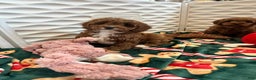 Cavapoo dogs for sale: Jeanette - Ad 7