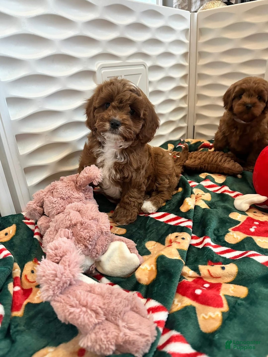 Cavapoo dogs for sale: Jeanette - Ad 7