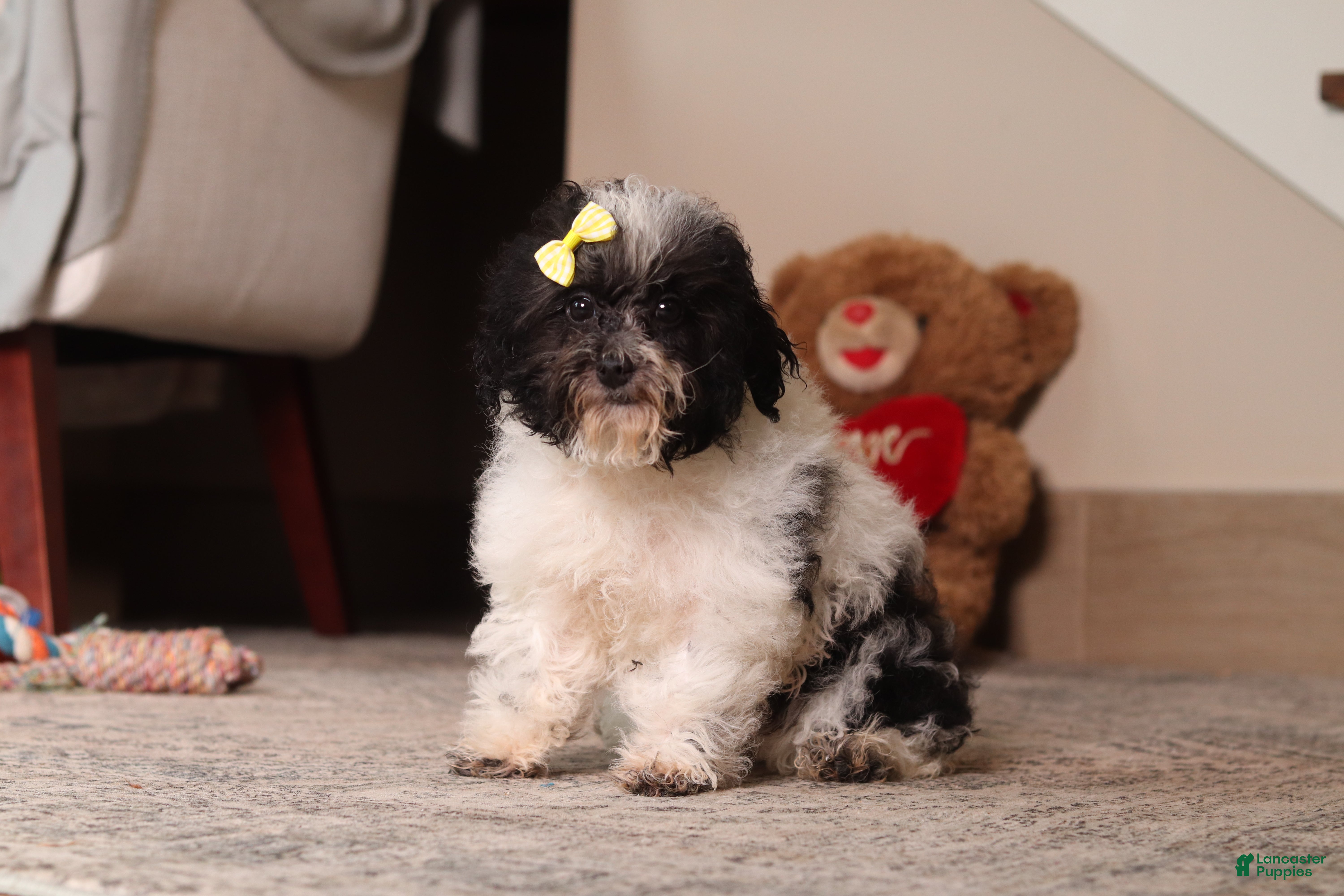 Toy Poodle dogs Rose - Ad 1