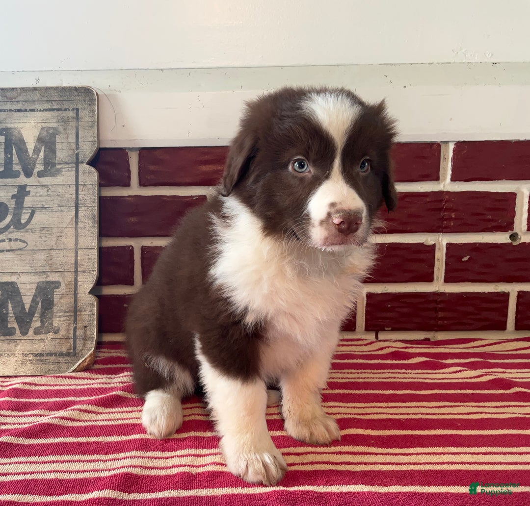 Mixed Breed dogs for sale: Henry - Ad 1