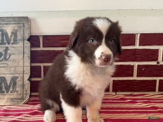 Mixed Breed dogs Henry - Ad 39