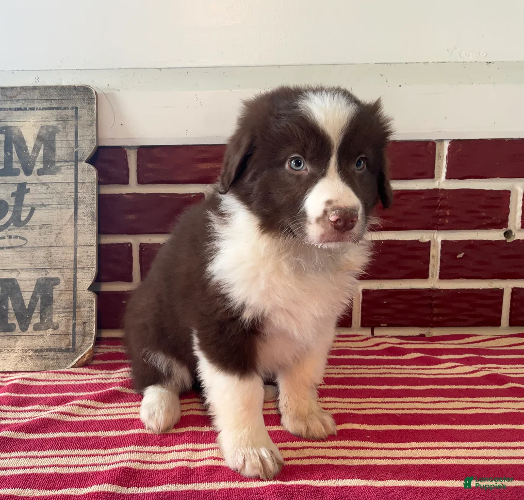 Mixed Breed dogs for sale: Henry - Ad 2