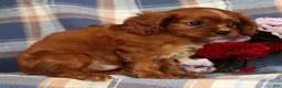 Cavalier King Charles Spaniel dogs for sale: Mitch - Ad 5