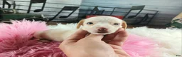 Dachshund dogs for sale: Nationwide delivery. Sugar pies piebald girl Freckle nose - Ad 6