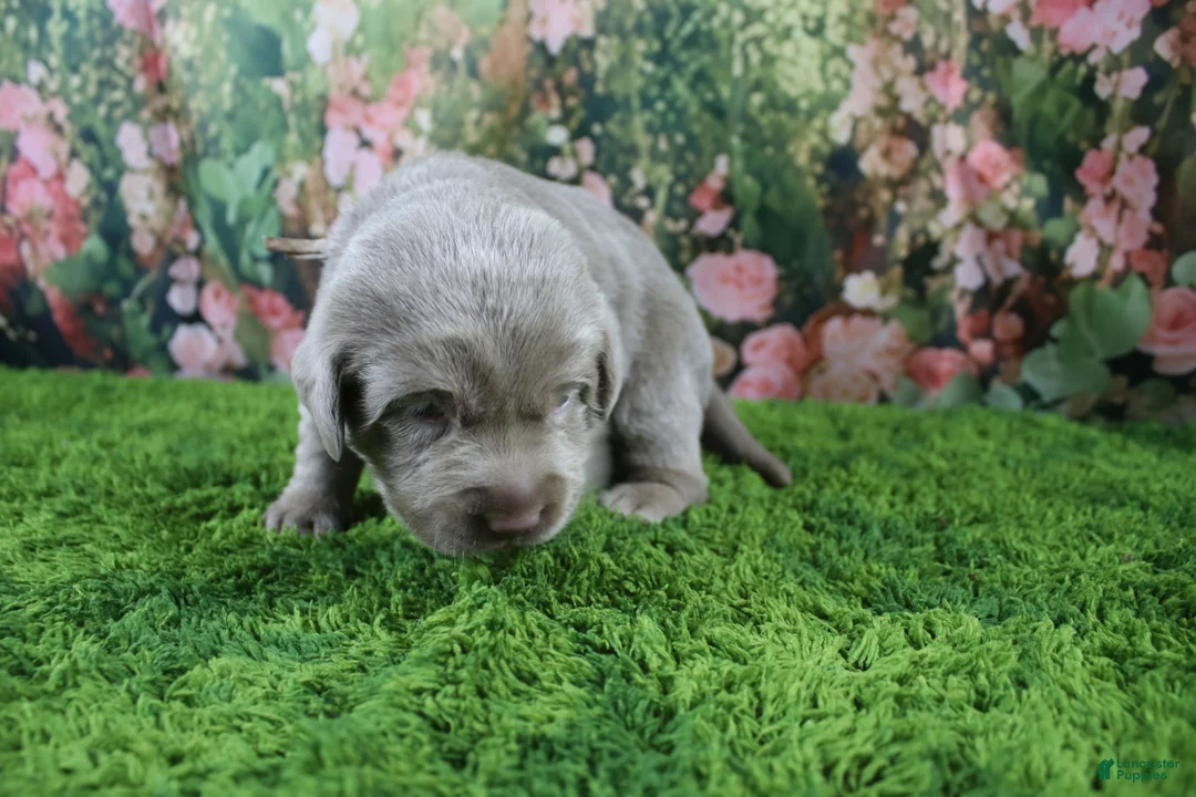 Labrador Retriever dogs for sale: Ember - Ad 2
