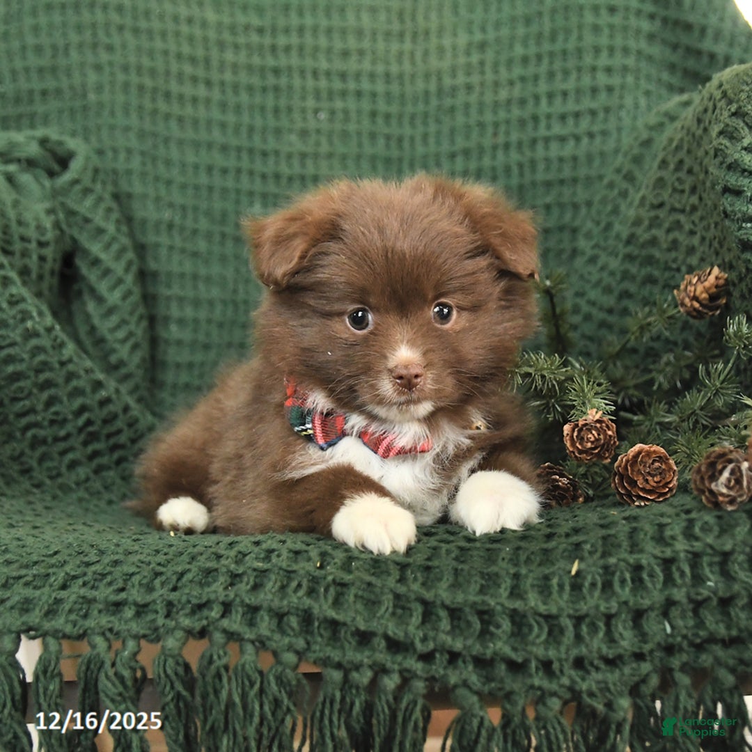 Pomeranian dogs for sale: Beulah - Ad 4