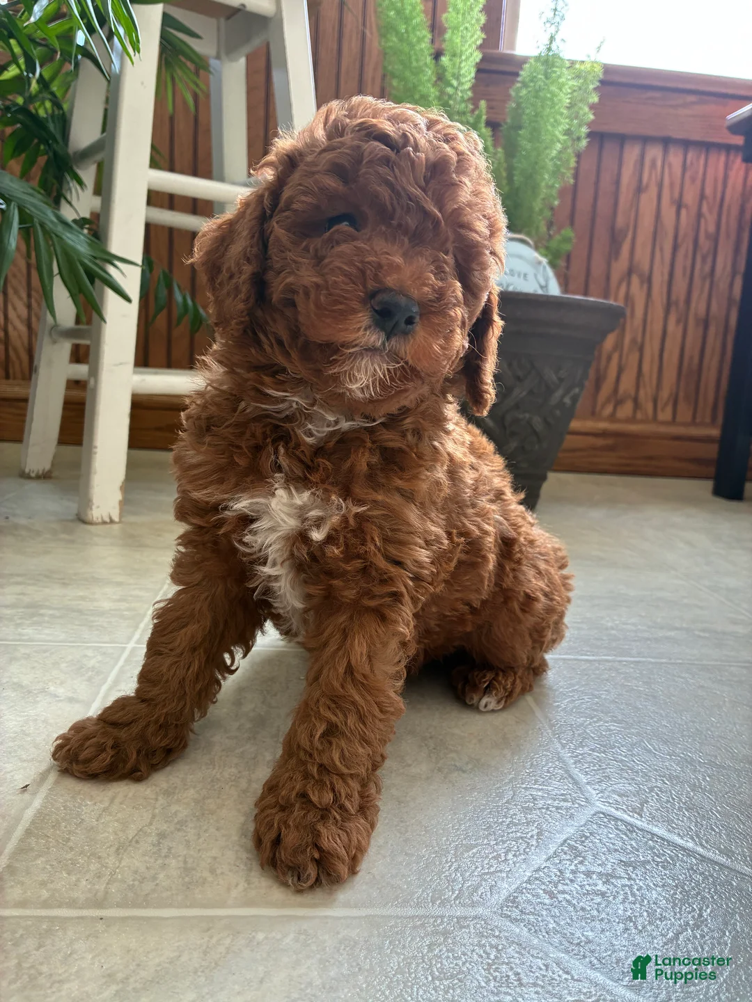 Mini Goldendoodle dogs for sale: Duke - Ad 1