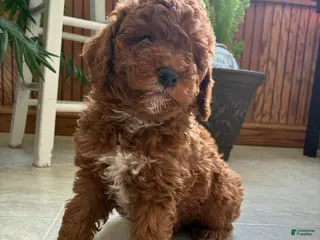 Mini Goldendoodle dogs Duke - Ad 20