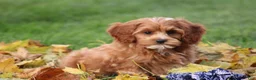 Cavapoo dogs for sale: Bryce - Ad 4