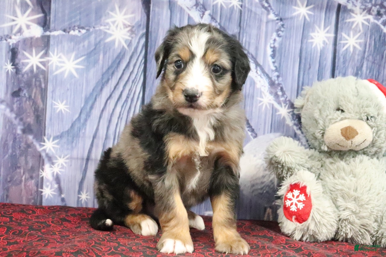 Bernedoodle dogs Dakota - Ad 5