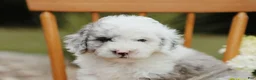 Mini Aussiedoodle dogs for sale: Sky - Ad 5