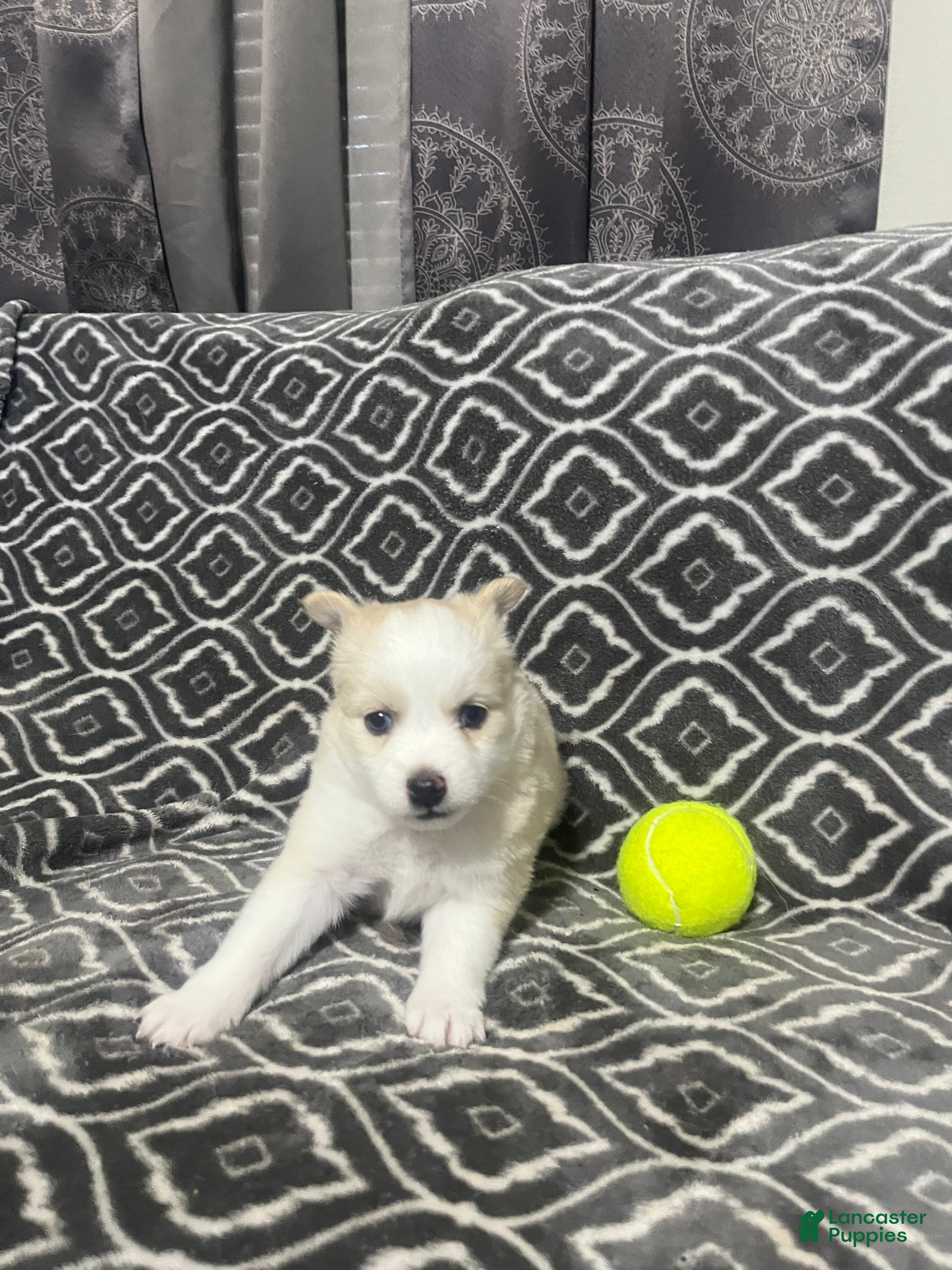 Pomsky dogs Honey  - Ad 2
