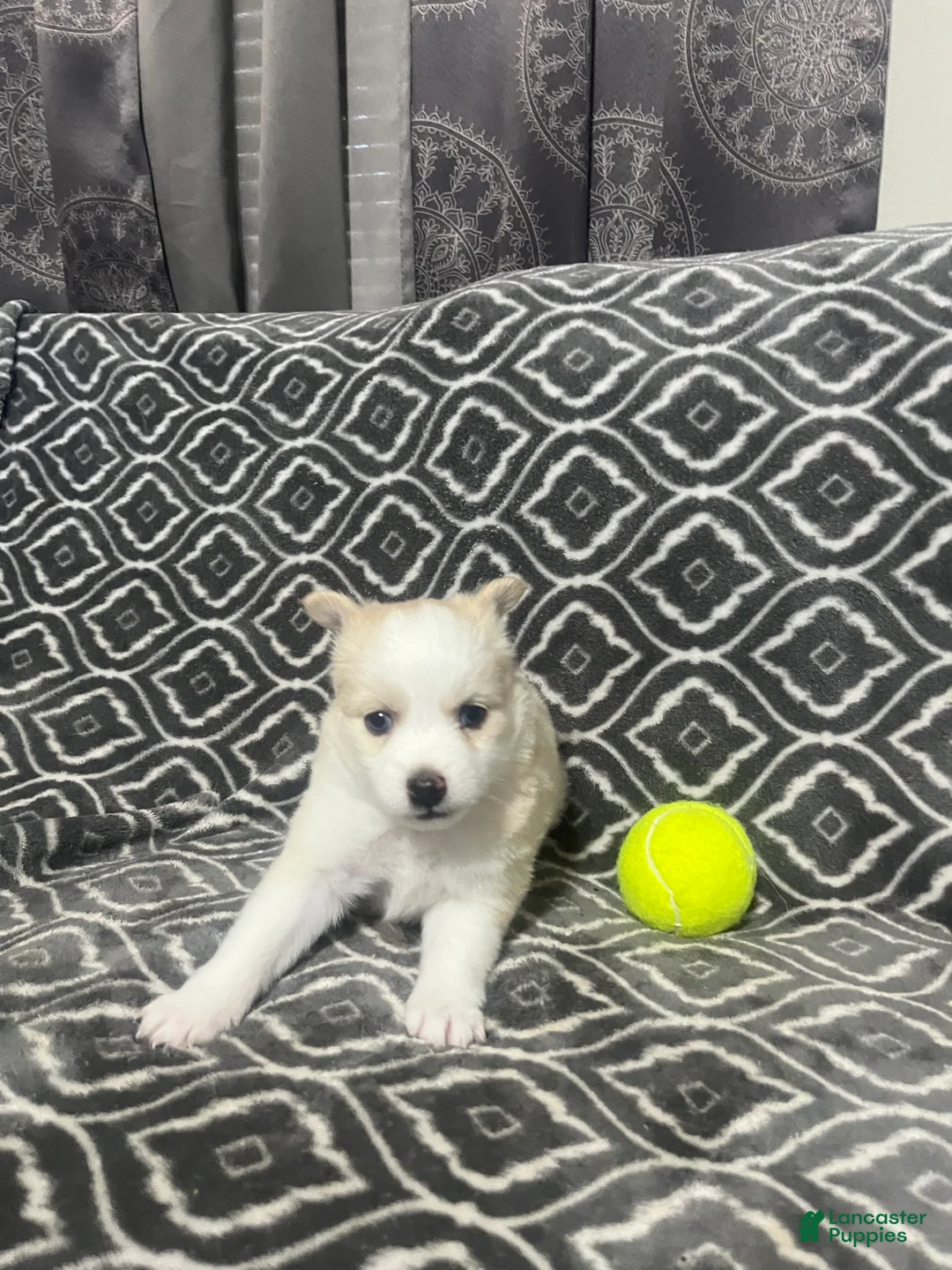 Pomsky dogs for sale: Honey  - Ad 1